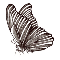 Butterfly vector graphic. Vintage image for prints and posters.