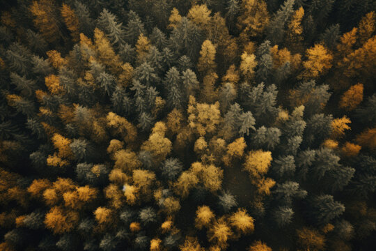 Misty autumn forest with dense dark pine trees