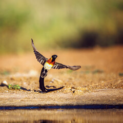 Eastern Paradise-Whydah male taking off front view in Greater Kruger National park, South Africa ; Specie Vidua paradisaea family of Viduidae