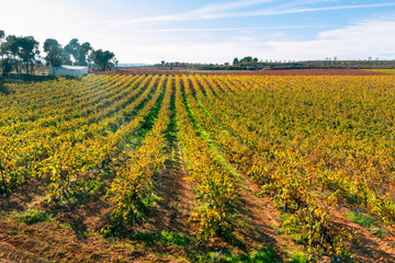 atardecer oto&ntilde;al en un campo de vi&ntilde;as con hileras de cepas con colores propios de oto&ntilde;o en  Requena, Valencia, Spain
