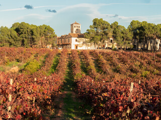 Fototapeta premium hileras de viñedos con colores de otoño al atardecer con una bodega al fondo en Requena, Valencia, Spain