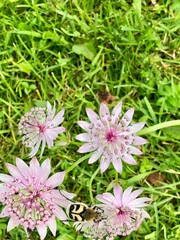 Fototapeta premium bee beetle on pink flower in the grass