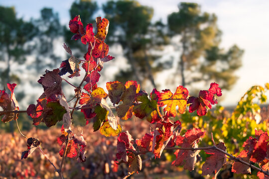 hojas de parra en los vi&ntilde;edos en oto&ntilde;o con sus colores rojo verde y anaranjados ba&ntilde;ados por el sol en  Requena, Valencia, Spain