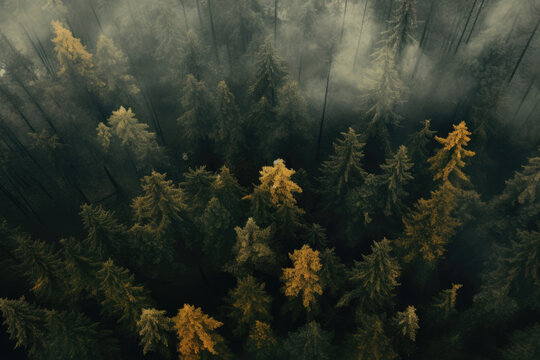 Misty autumn forest with dense dark pine trees