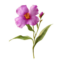 Watercolor arrowhead flower, isolated on a white background, clear edges, botanical clipart style.