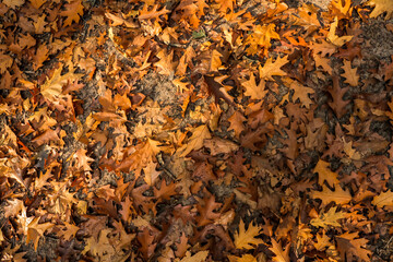 Autumn leaves, stack of dry brown foliage, fall nature background, forest floor texture