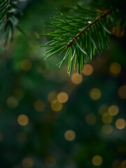 Green Christmas tree branch and yellow lights garlands blurred in bokeh