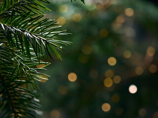 Green Christmas tree branch and yellow lights garlands blurred in bokeh