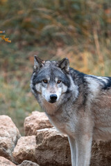 Fototapeta premium Loups sauvages dans la forêt – nature, faune et vie sauvage