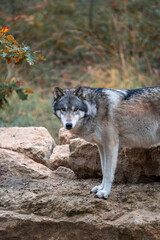 Loups sauvages dans la forêt – nature, faune et vie sauvage