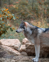 Loups sauvages dans la forêt – nature, faune et vie sauvage