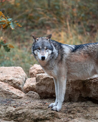 Loups sauvages dans la forêt – nature, faune et vie sauvage