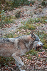 Loups sauvages dans la forêt – nature, faune et vie sauvage