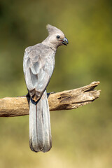 Grey go away bird standing on a log rear view  in Kruger National park, South Africa ; Specie Corythaixoides concolor family of Musophagidae