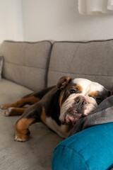 Cute bulldog resting on couch at home
