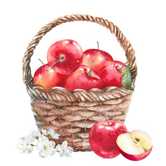 Apples with fresh leaves and flowers hand drawn watercolor illustration isolated on white. Ripe juicy red fruits bright colorful clipart for food, garden, harvest, farm, rustic design, packaging, menu