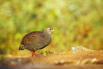 Natal francolin walking side view in morning light in Greater Kruger National park, South Africa ;...