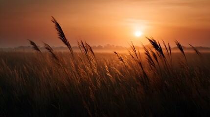Fototapeta premium A serene golden sunrise illuminates a misty grassland landscape with tall silhouetted grasses in warm morning light