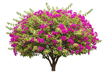 Blooming beauty: A vibrant bougainvillea tree bursting with magenta flowers and lush green foliage against a pristine white backdrop.