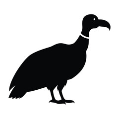 California condor vector illustration silhouette isolated on a white background design
