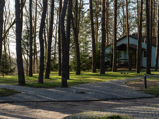 Cozy forest house surrounded by tall pine trees in sunlight