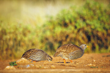 Two Natal francolin eating in morning light in Greater Kruger National park, South Africa ; Specie...