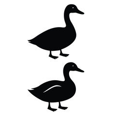 White-isolated Mallard with brown and green feathers, a wild bird on a farm