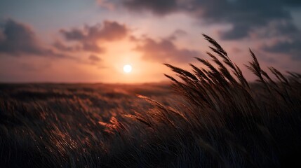 Golden hour sunset illuminates a vast windswept grassland with tall swaying grasses