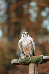 Faucon posé sur un perchoir en bois dans la forêt à l’automne