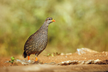 Natal francolin walking isolated in natural background in Greater Kruger National park, South Africa ; Specie Pternistis natalensis family of Phasianidae