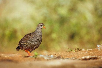 Natal francolin walking isolated in natural background in Greater Kruger National park, South Africa ; Specie Pternistis natalensis family of Phasianidae
