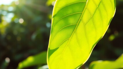 Vibrant green leaf glows in the sun's warm embrace