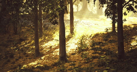 Soft golden light cascades through the tall trees in a tranquil forest, creating dappled patterns on the ground while a peaceful atmosphere envelops the surroundings. © icetray