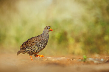 Natal francolin walking isolated in natural background in Greater Kruger National park, South Africa ; Specie Pternistis natalensis family of Phasianidae