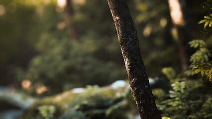 Fototapeta premium In a tranquil forest, warm sunlight dances upon the surface of a sturdy tree trunk, casting gentle shadows on the lush greenery below. Nature thrives in peaceful harmony here.