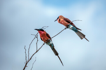 Southern Carmine Bee-eater couple standing on a branch isolated in blue sky in Greater Kruger National park, South Africa ; Specie Merops nubicoides family of Meropidae