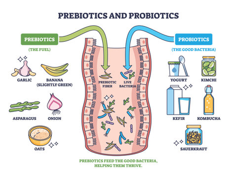 Prebiotics and probiotics flow diagram of gut health, showing fibers feeding live bacteria from foods like garlic and yogurt, key objects, intestine, arrows, microbes. Outline diagram
