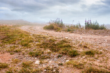 landscape with dirt road through field in fog in summer. yellow grass on the hills under overcast sky. mystery atmosphere countryside composite photo