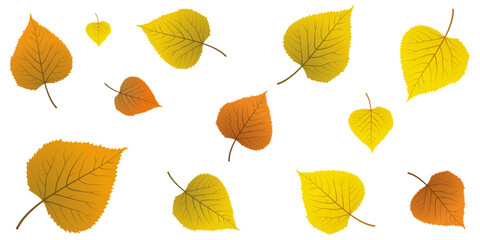 Yellow autumn leaf isolated on white background. It is an illustration of an autumn plant. 