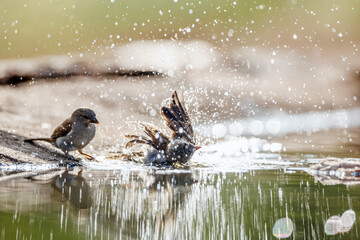 Fototapeta premium Southern Grey-headed Sparrow backlit bathing and splashing in waterhole in Greater Kruger National park, South Africa ; Specie family Passer diffusus of Passeridae