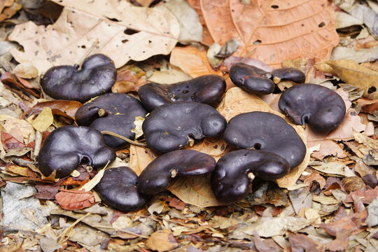 Enterolobium contortisiliquum, commonly known as the pacara earpod tree, is a species of flowering tree in the family Fabaceae. Fortaleza &ndash; Cear&aacute;, Brazil.