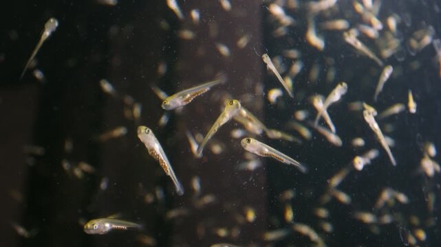 4k macro underwater footage of koi and tilapia fry in controlled hatchery environment, showing scientific observation of aquatic life cycle and freshwater breeding development stages