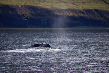 Fototapeta premium Humpback whale tail at start of dive in Eyjafjörður, Iceland