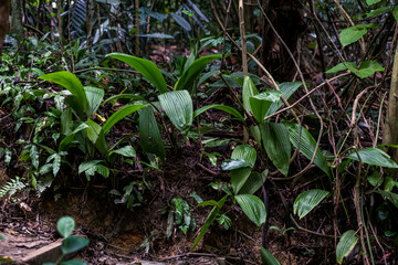 A tropical rainforest with wild vegetation and layered greenery. Useful for environmental visuals, outdoor themes and research projects.