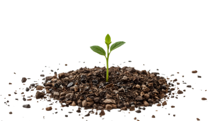Young green seedling sprouting in soil on the transparent background symbolizing growth, nature, agriculture, and environmental sustainability