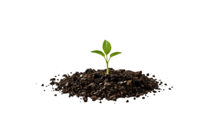Young green seedling growing in soil isolated on the transparent background representing growth, ecology, and new beginnings