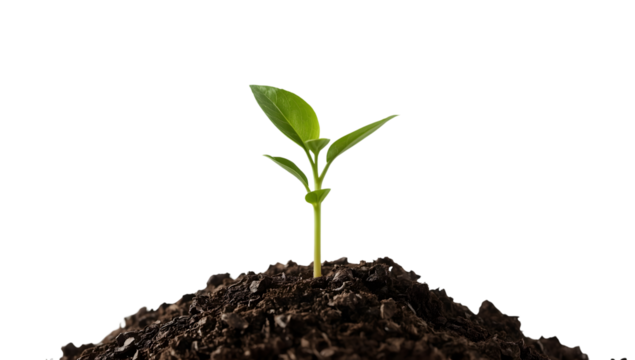 Young green seedling growing in rich soil isolated on the transparent background, symbolizing hope, growth, sustainability, and environmental conservation - Powered by Adobe