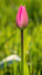 Pink Tulip Blossom: A solitary pink tulip bud stands tall against a blurred backdrop of vibrant green, symbolizing the promise of spring and the beauty of nature's simple elegance.