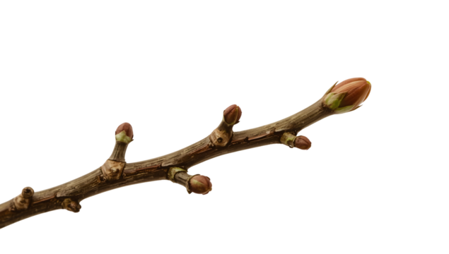 Spring branch with fresh buds isolated on the transparent background, nature growth concept, early blossom, botanical closeup