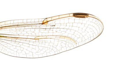 Closeup of transparent dragonfly wing with delicate veins and natural pattern on the transparent background
